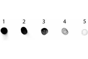 Dot Blot (DB) image for Rabbit anti-Dog IgG (Fc Region) antibody (Alkaline Phosphatase (AP)) - Preadsorbed (ABIN101115)