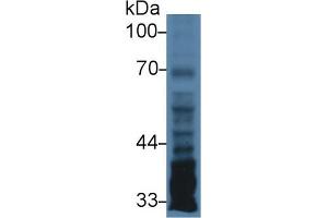 Western Blot; Sample: Human U87MG cell lysate; Primary Ab: 3µg/ml Rabbit Anti-Human PTX3 Antibody Second Ab: 0. (PTX3 anticorps  (AA 183-381))