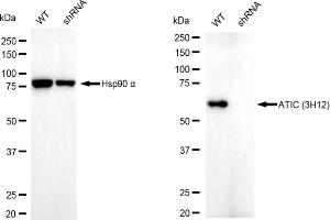 Western blotting analysis using ATIC antibody (ABIN7797425).