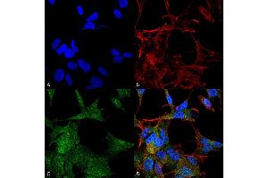 Immunocytochemistry/Immunofluorescence analysis using Rabbit Anti-ATG4A Polyclonal Antibody . (ATG4A anticorps  (AA 58-70) (HRP))