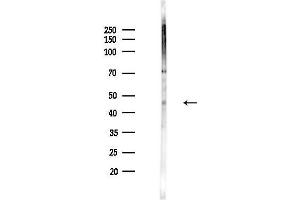 anti-Death-Associated Protein 3 (DAP3) (Internal Region) antibody