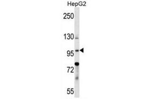 BNC1 Antibody (N-term) western blot analysis in HepG2 cell line lysates (35µg/lane).