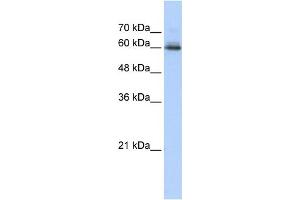WB Suggested Anti-SEMA4F Antibody Titration:  0. (SEMA4F anticorps  (N-Term))