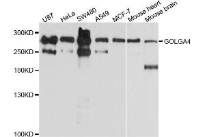 Western blot analysis of extracts of various cell lines, using GOLGA4 antibody (ABIN4903797) at 1:1000 dilution. (GOLGA4 anticorps)