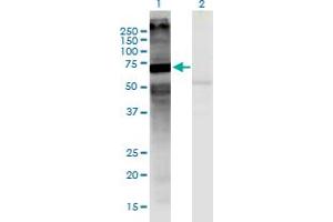Western Blot analysis of MARS2 expression in transfected 293T cell line by MARS2 monoclonal antibody (M03), clone 7C3. (MARS2 anticorps  (AA 1-106))