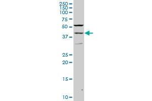 PAX2 monoclonal antibody (M02), clone 2E4 Western Blot analysis of PAX2 expression in PC-12 . (PAX2A anticorps  (AA 194-303))