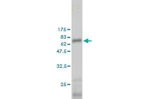 Western Blot detection against Immunogen (65.