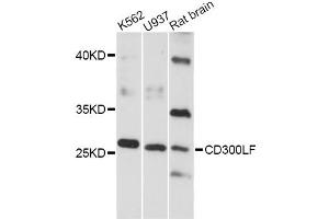 Western blot analysis of extracts of various cell lines, using CD300LF antibody (ABIN6293125) at 1:3000 dilution. (IREM1 anticorps)