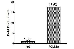 Chromatin Immunoprecipitation 293T (1.