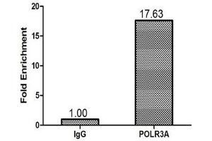 Chromatin Immunoprecipitation 293T (1. (POLR3A anticorps  (AA 392-632))