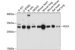 Western blot analysis of extracts of various cell lines using RSU1 Polyclonal Antibody at dilution of 1:1000. (RSU1 anticorps)