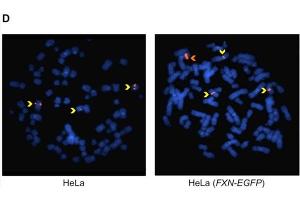 Characterization of HeLa (FXN-EGFP) stable cell lines.