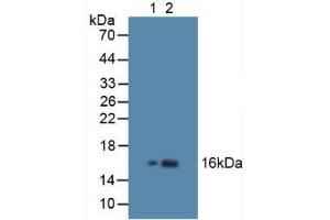 Figure. (Hemoglobin Subunit beta anticorps  (AA 1-147))