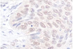 Immunohistochemistry (IHC) image for anti-NEK7 (NEK7) (AA 1-50) antibody (ABIN7454850)