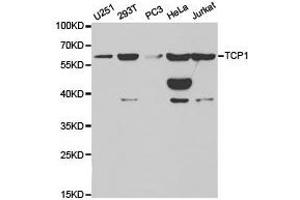 Western Blotting (WB) image for anti-T-Complex 1 (TCP1) antibody (ABIN1875045) (TCP1 alpha/CCTA anticorps)