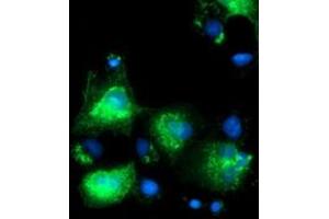 Anti-SLFNL1 mouse monoclonal antibody (ABIN2453652) immunofluorescent staining of COS7 cells transiently transfected by pCMV6-ENTRY SLFNL1 (RC205566). (Schlafen-Like 1 anticorps)