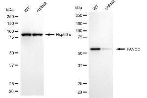 Western blotting analysis using FANCC antibody (ABIN7798565).