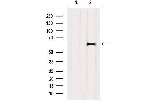 Western blot analysis of extracts from 3T3, using p62 Dok Antibody.