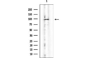 anti-Coatomer Protein Complex, Subunit gamma (COPG) (C-Term) antibody