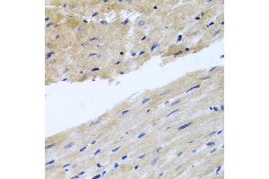 Immunohistochemistry of paraffin-embedded rat heart using RAB24 antibody at dilution of 1:100 (x40 lens). (RAB24 anticorps)