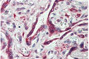 Anti-EMB antibody  ABIN960770 IHC staining of human placenta. (Embigin anticorps  (C-Term))