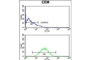 CNDP1 Antibody (C-term) (ABIN653113 and ABIN2842697) flow cytometry analysis of CEM cells (bottom histogram) compared to a negative control cell (top histogram). (CNDP1 anticorps  (C-Term))