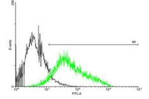 FACS analysis of negative control 293 cells (Black) and P2RX4 expressing 293 cells (Green) using P2RX4 purified MaxPab mouse polyclonal antibody.