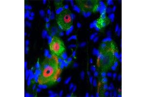 IF on rat trigeminal using Mouse monoclonal antibody to rat p75NTR  at a concentration of 10 µg/ml (green), Rabbit antibody to internal part of cFos (c-fos): whole serum (OSC00040W) at 1 : 500 dilution and DAPI counterstained appearing in blue.