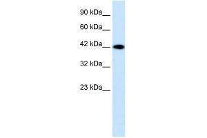 P2RX2 antibody used at 0. (P2RX2 anticorps  (N-Term))