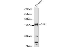 Western blot analysis of extracts of rat brain, using GRIP1 antibody (ABIN7267413) at 1:3000 dilution.