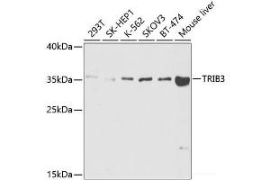 Western blot analysis of extracts of various cell lines using TRIB3 Polyclonal Antibody at dilution of 1:1000. (TRIB3 anticorps)
