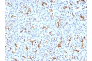 Formalin-fixed, paraffin-embedded human Pancreas stained with CFTR Monoclonal Antibody (CFTR/1342). (CFTR anticorps)