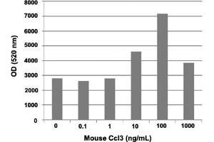 Human THP-1 cells were allowed to migrate to mouse Ccl3 (0, 0. (CCL3 Protéine)