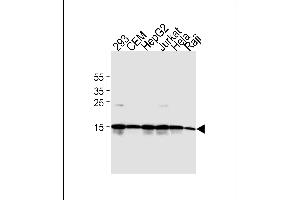 Western blot analysis of lysates from 293, CEM, HepG2, Jurkat, Hela, Raji cell line(from left to right). (H2AFX anticorps  (C-Term))