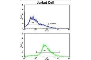 Flow cytometric analysis of jurkat cells using CDK2 Antibody (C-term)(bottom histogram) compared to a negative control cell (top histogram). (CDK2 anticorps  (C-Term))