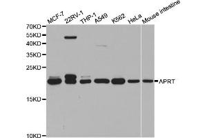 Western blot analysis of extracts of various cell lines, using APRT antibody (ABIN5973170) at 1/1000 dilution.