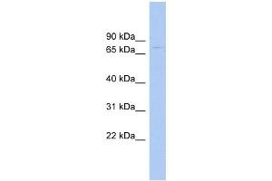 RAD17 antibody used at 1 ug/ml to detect target protein. (RAD17 anticorps)
