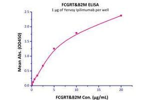 Immobilized Yervoy Ipilimumab (Human IgG1) at 10 μg/mL (100 μL/well) can bind Human FcRn / FCGRT & B2M (Cat# FCM-H5286 ) with a linear range of 0.