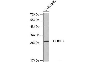 Western blot analysis of extracts of U-251MG cells using HOXC8 Polyclonal Antibody. (HOXC8 anticorps)