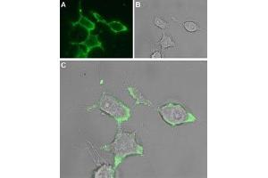 Expression of GABRA1 in rat PC12 cells - Cell surface detection of GABRA1 in intact living rat pheochromocytoma (PC12) cells.