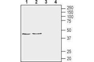 Western blot analysis of rat brain membranes (lanes 1 and 3) and mouse brain membranes (lanes 2 and 4):1,2. (Neuregulin 1 anticorps  (Extracellular))