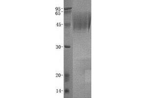 Validation with Western Blot (DcR1 Protéine)