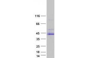 Validation with Western Blot