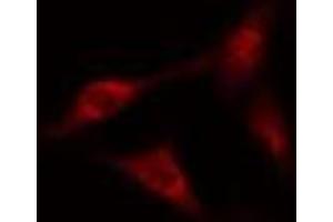 ABIN6266556 staining A549?