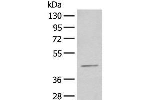 Western blot analysis of HEPG2 cell lysate using HENMT1 Polyclonal Antibody at dilution of 1:500 (HENMT1 anticorps)