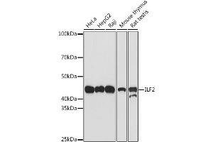 Western blot analysis of extracts of various cell lines, using ILF2 antibody (ABIN7268007) at 1:500 dilution. (ILF2 anticorps)