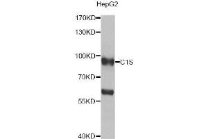 Western blot analysis of extracts of HepG2 cells, using C1S antibody (ABIN5974143) at 1/1000 dilution. (C1S anticorps)