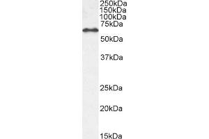 ABIN7013871 (0. (EHD1 anticorps  (N-Term))