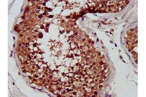 IHC image of ABIN7148543 diluted at 1:400 and staining in paraffin-embedded human testis tissue performed on a Leica BondTM system.