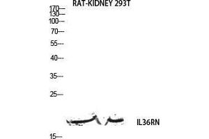 Western Blot (WB) analysis of Rat Kidney 293T lysis using IL36RN antibody. (FIL1d anticorps)